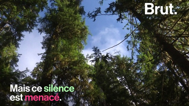One Square Inch of Silence est l'une des dernières zones de silence des États-Unis