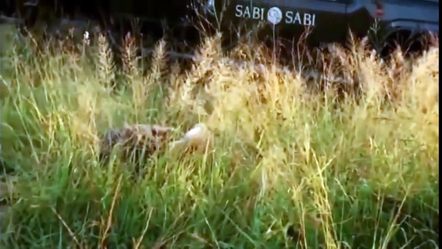 Big Battle of Predators - Hyena vs Wild Dogs vs Lion dispute food - Wild Animals 2018