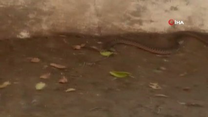 Okulda Yılan Paniği