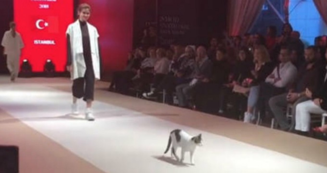 Hilarant : ce chat s'incruste dans un défilé de mode