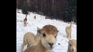 How Adorable of Alpacas In The Snow