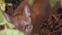 Prédateurs de l'ombre : Documentaire animalier