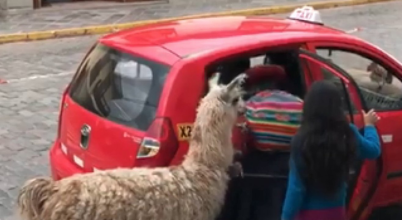 Un lama monte tranquillement dans un taxi à Cuzco au Pérou !