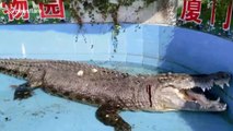 Crocodile left bleeding after tourists throw rocks to check if it is real