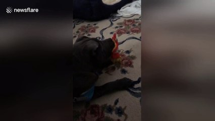 Shar Pei puppy has jawdrop reaction to movie scene he saw on TV