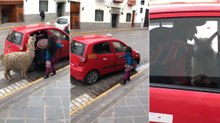 Lama apanha táxi em mais um dia normal no Peru
