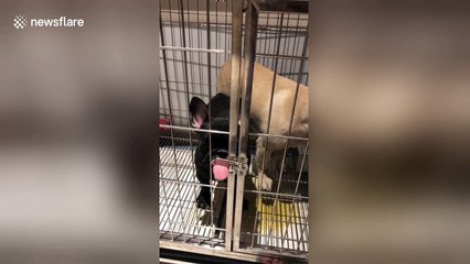 Smart French bulldog uses tongue to open cage door