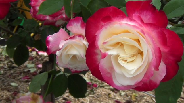 Hunter Valley 1-5 , Hunter Valley Gardens 1-3, Rose & Oriental Chinese Gardens, Christmas Lights & Decorations, 29 Oct 18