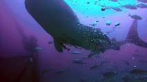 Diver Has Close Encounter with Massive Whale Shark
