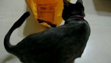 Majong loves bags