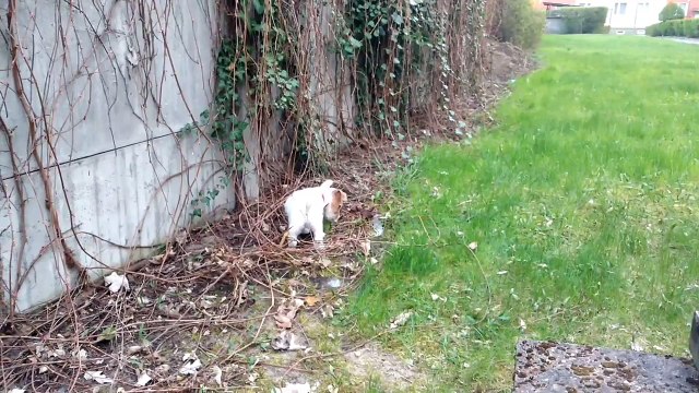 Jack Russel Terrier Fun !