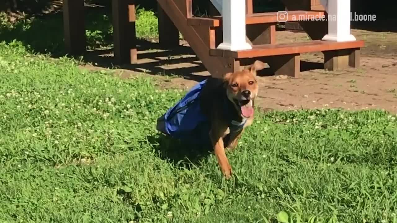 A Little Help For Disabled Animals