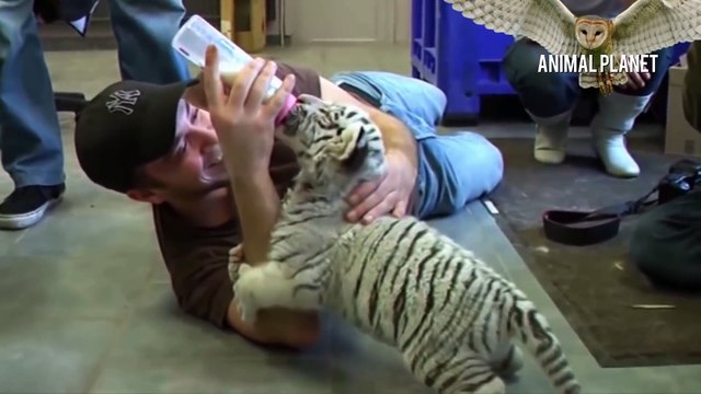 Baby Animals  Funny and Cute Baby Animals Videos Compilation (2018) Animals babies Videos