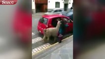 Peru'da sıraya girip taksiye binen lama, görenleri hayrete düşürdü