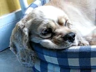 Muxi mon chien qui se repose dans son royaume