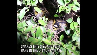 Hidden Pythons Will Give You Nightmares