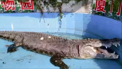 Un crocodile laissé en sang après que des visiteurs lui aient jeté des pierres