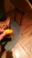 cat Semyon eats mango