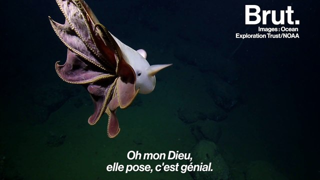 Rare apparition d'une pieuvre Dumbo au large de la Californie