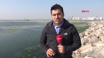 İzmir Körfezi Marullardan Temizleniyor
