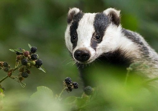 BBC Radio Cornwall - Julie Skentelbery & James Churchfield 7Nov18 - Dominic Dyer discusses the badger cull
