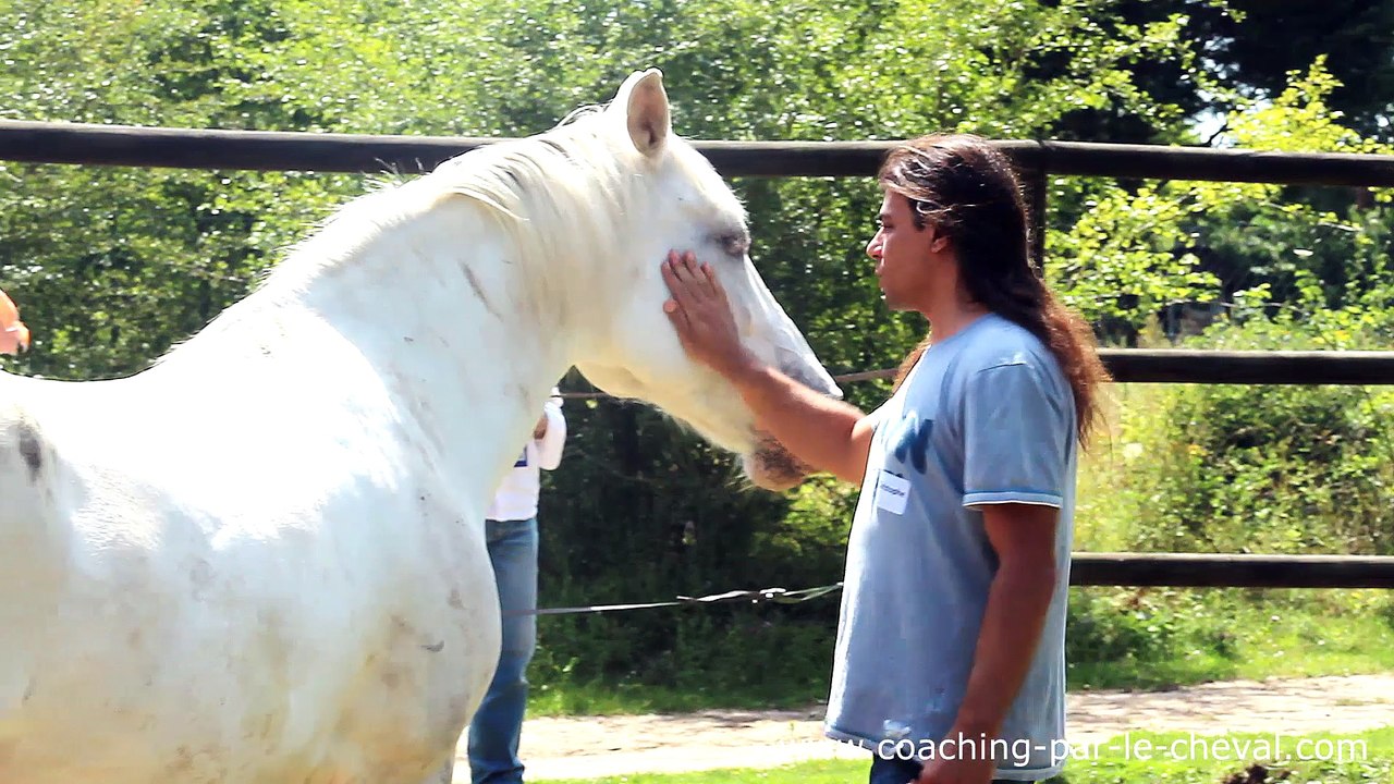 Equicoaching