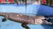 Des visiteurs d'un zoo chinois lancent des pierres sur un crocodile, pensant que c'est un faux