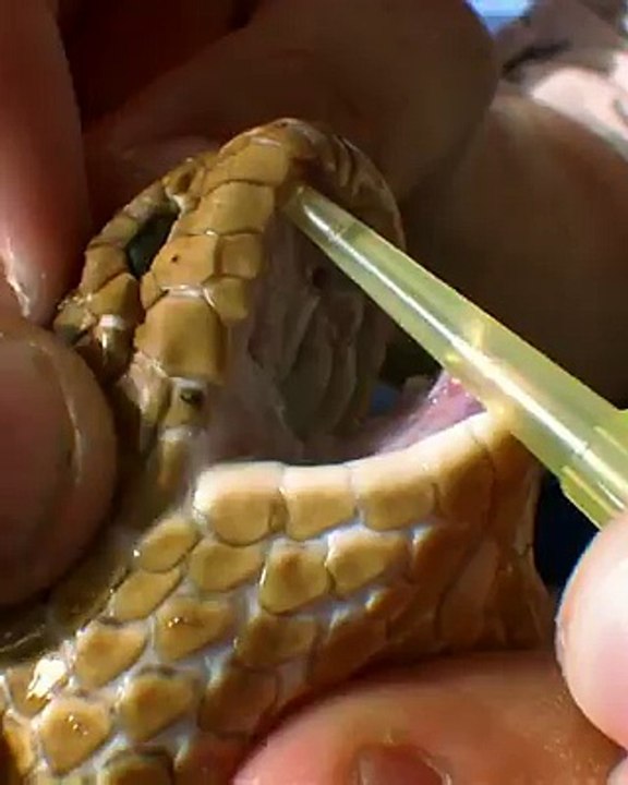 أين تتواجد أكثر الحيوانات فتكاً في العالم؟ الثعابين أم قناديل البحر؟ تعرّف في هذه الحلقة المثيرة كيف تتم صناعة الترياق الفعّال لإنقاذ الأرواح من سموم الحيوانات