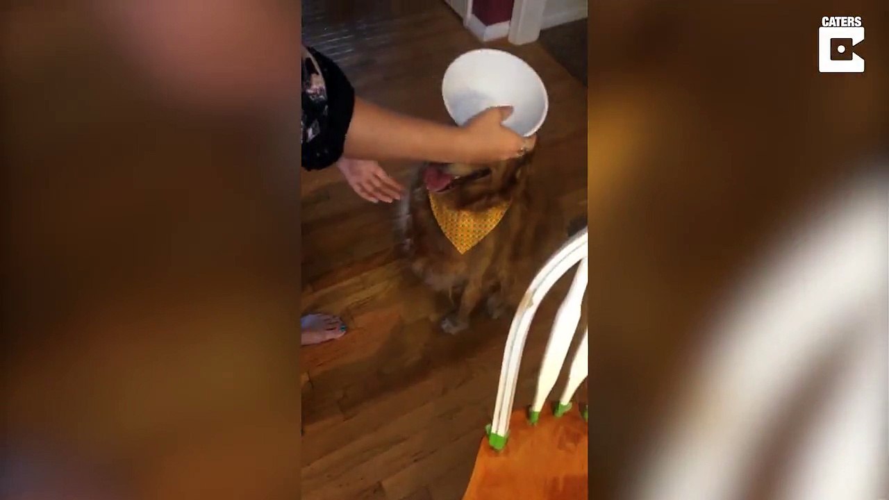 Patient pet dog keeps cereal bowl balanced perfectly on nose for owner- so she can eat breakfast of her head