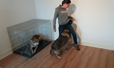 Carole Decorsaire, éducatrice et comportementaliste canine et féline à Aspach-le-Bas
