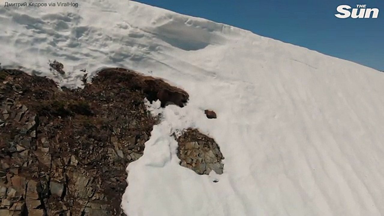 A determinação deste pequeno urso é impressionante...
