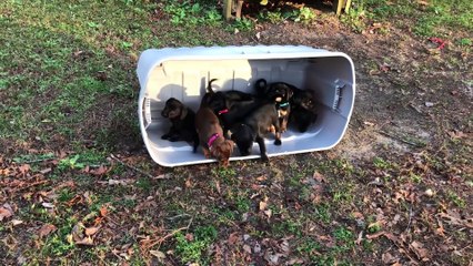 Des chiots découvrent l'herbe pour la première fois et leur réaction est vraiment trop mignonne…