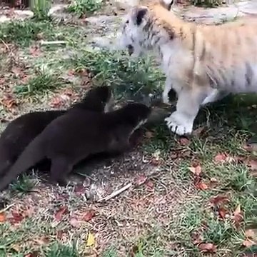 Deux otaries et un bébé tigre