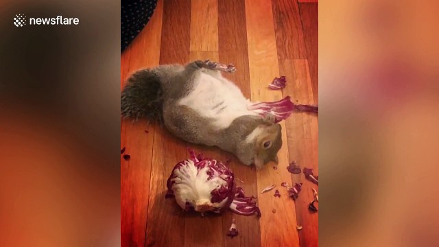 Meet the pampered pet squirrel who watches TV, wears face masks and loves avocados