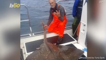 Amazing Photos Show Record-Setting 8-Foot-Long Skate, the Biggest Fish of Its Kind Ever Caught