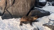 Baby Sea Lion Pup in Galapagos Islands