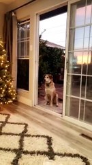 Un chien traumatisé par la porte-fenêtre