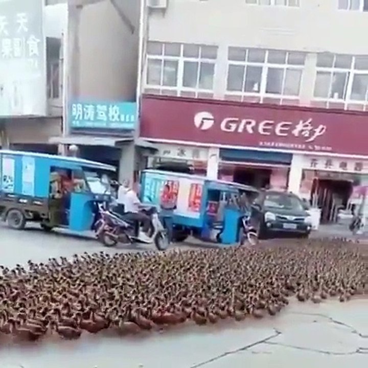 Des milliers de canards traversent la rue en Chine
