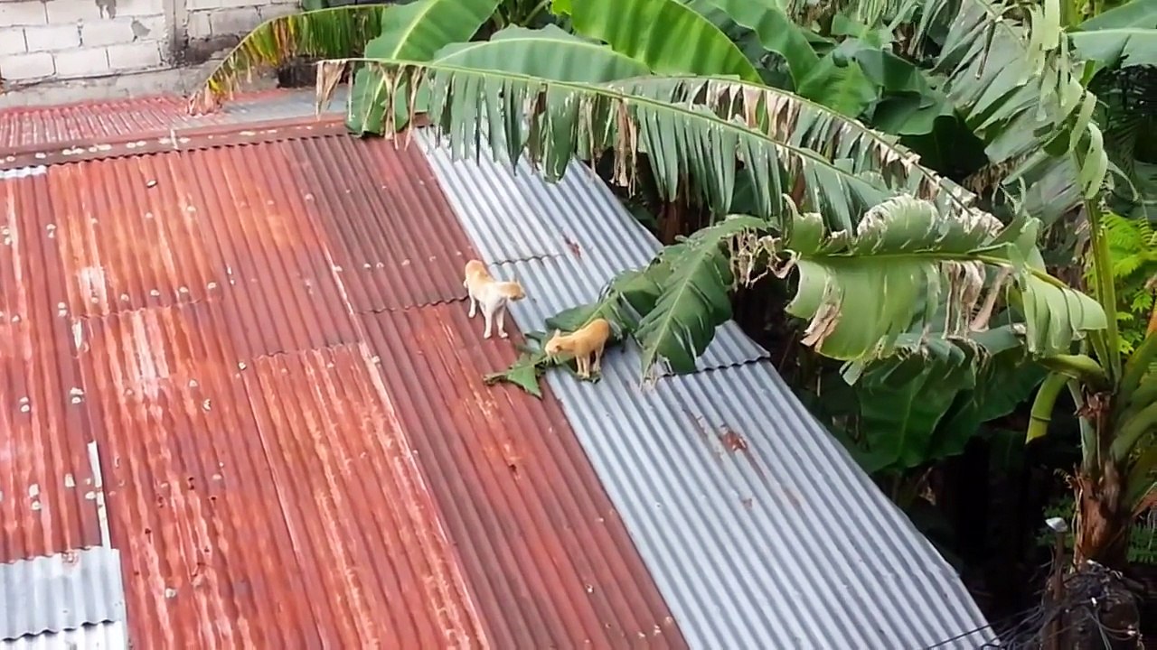 Combat de chats en mode Kung Fu !