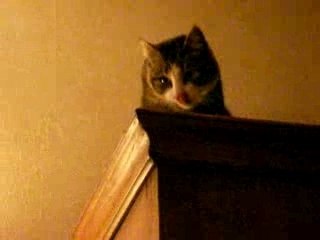 Toilette de Chat