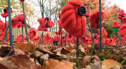 1,000 Hand-Made Poppies!