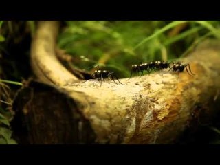 Minuscule - Rascals! / Canailles! (Season 2)