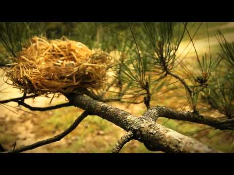 Minuscule - Valentine's day / Saint Valentin (Season 2)