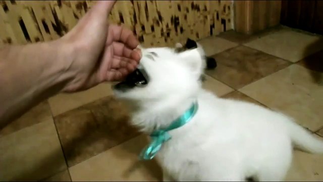 Белая швейцарская овчарка ,щенки