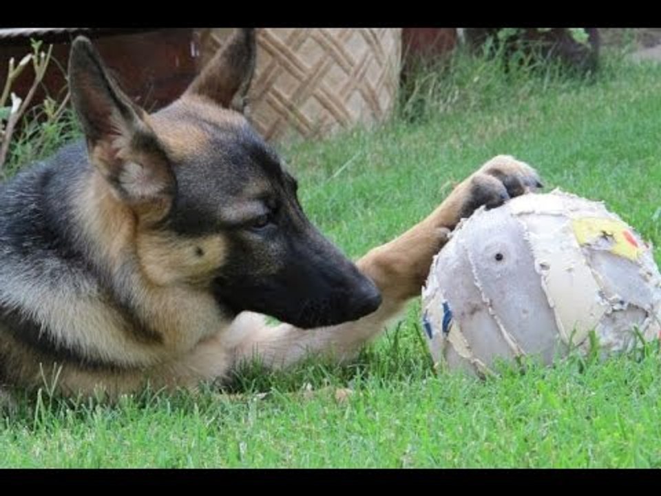 Perro futbolero