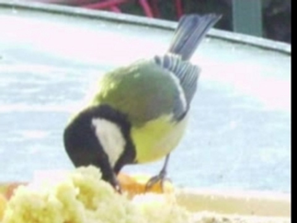 Les oiseaux à ma table