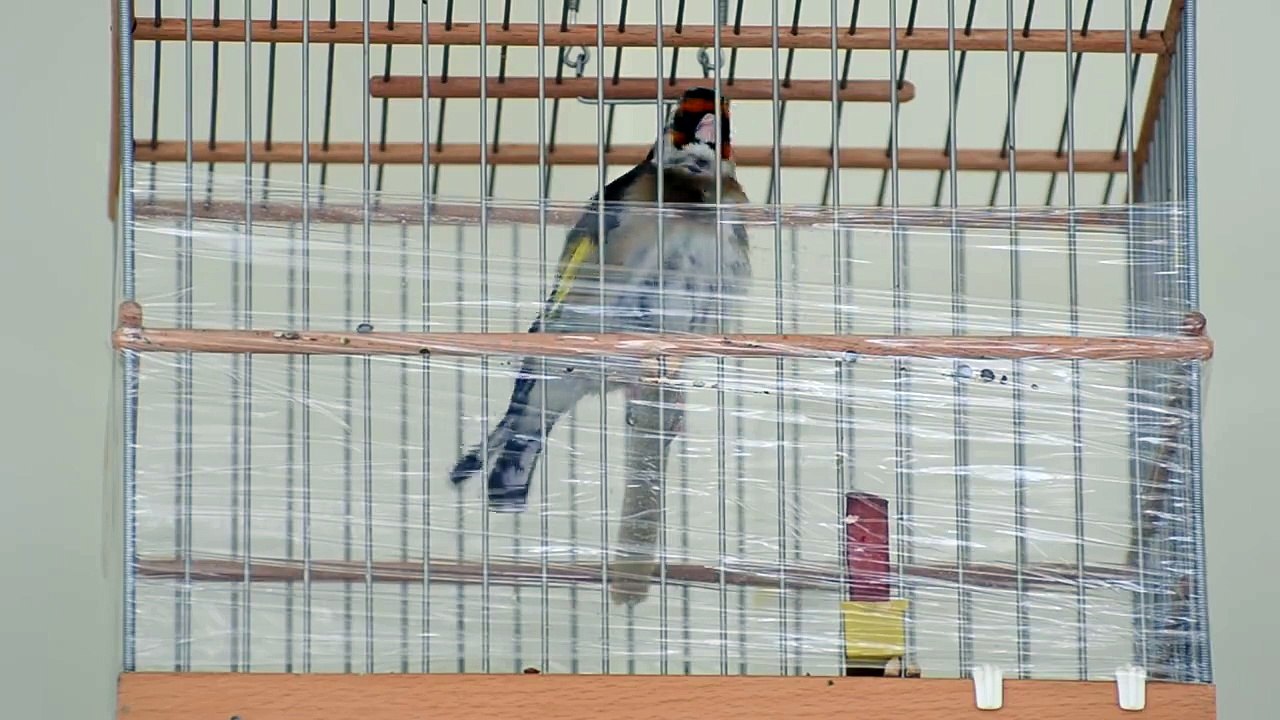  La Star du Chant d'oiseaux  نجم الطيور المغردة