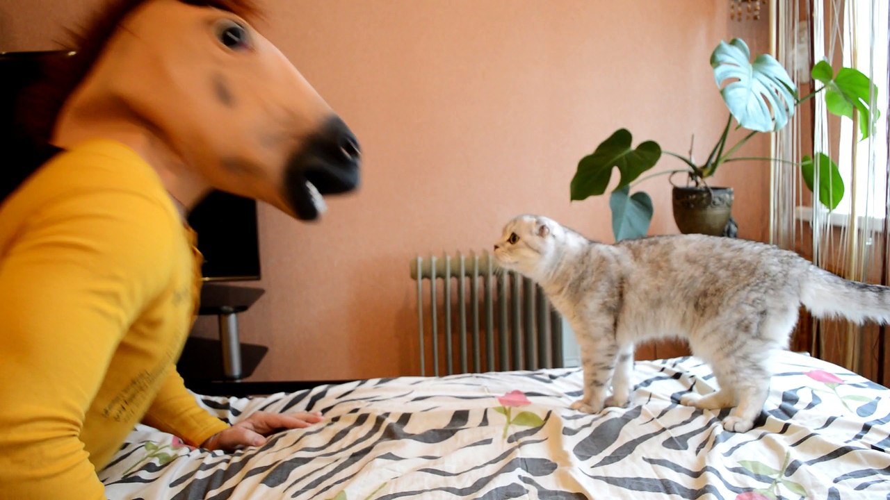 Cats React to Horse Mask