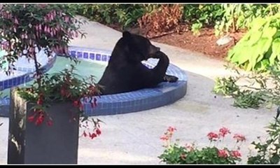 Ayının havuz keyfi