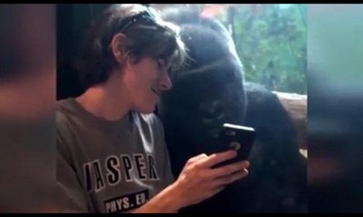 Cep telefonu bağımlısı goril